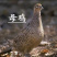 【优选】白条鸡七彩山鸡注重品质健康好货诚信经营