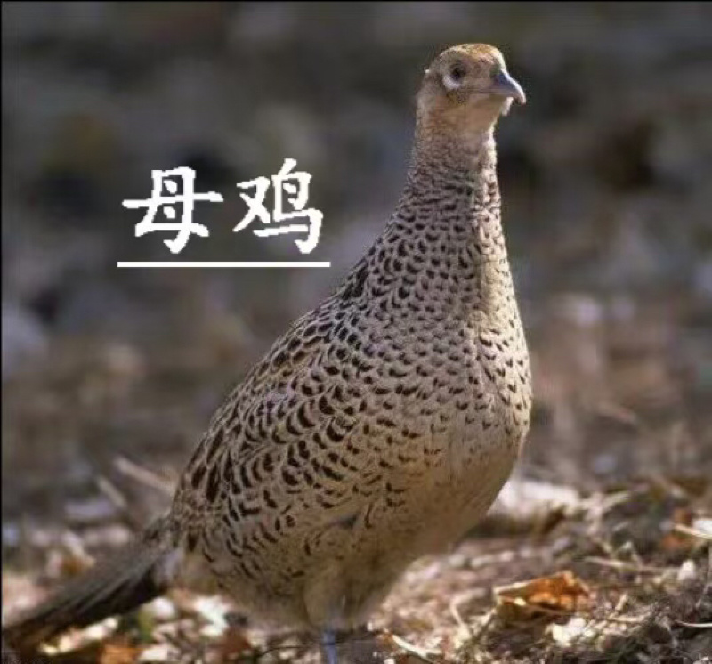 【优选】白条鸡七彩山鸡注重品质健康好货诚信经营