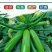 绿色西葫芦种子农葫236瓜码密颜色绿顺直早春秋延茬