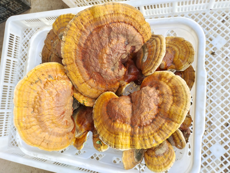 【复购高】灵芝切片/精品包装/保质保量/视频看货