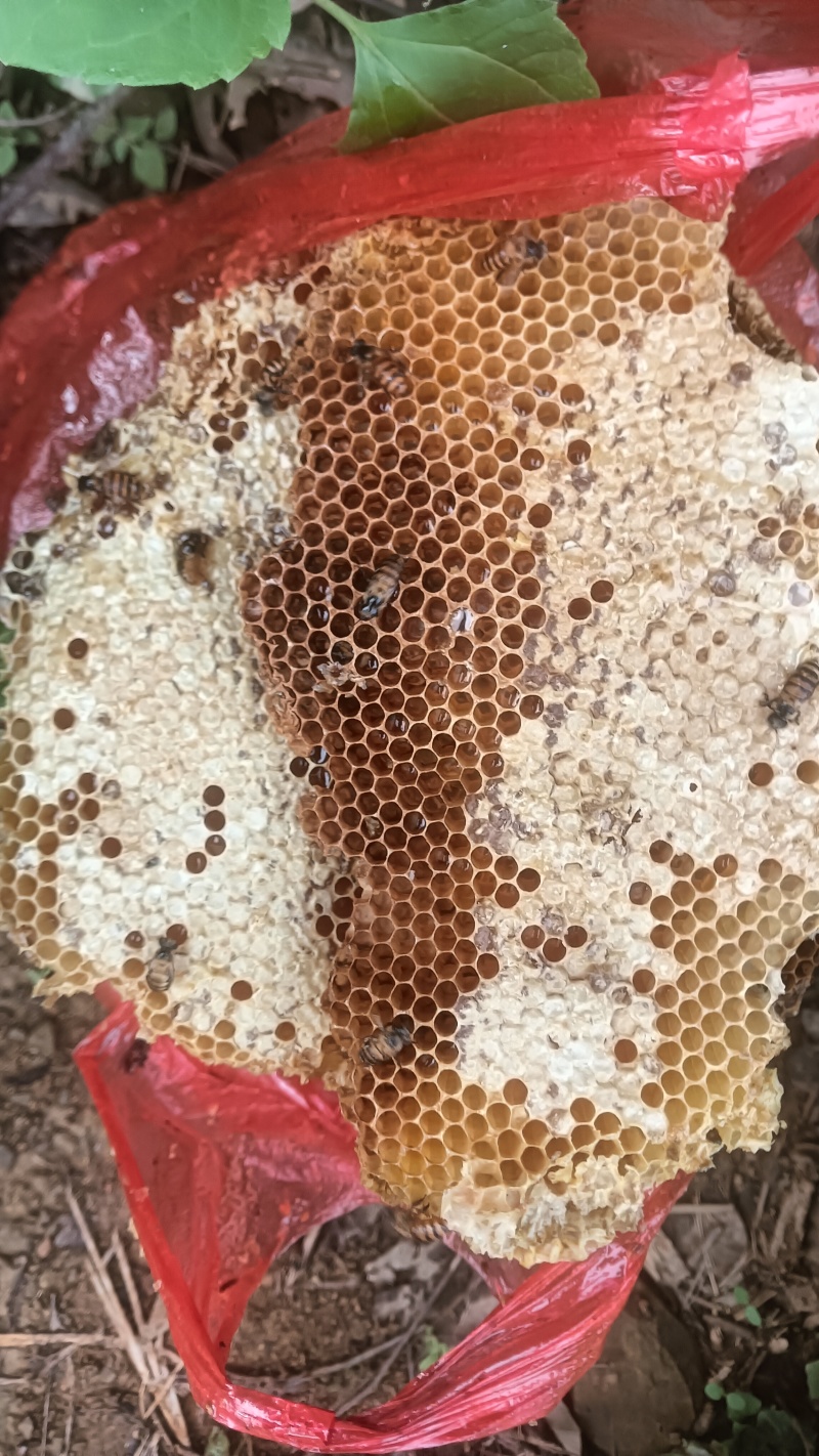 贵州大自然资源土蜂蜂蜜大排蜂蜂蜜可以图片选货