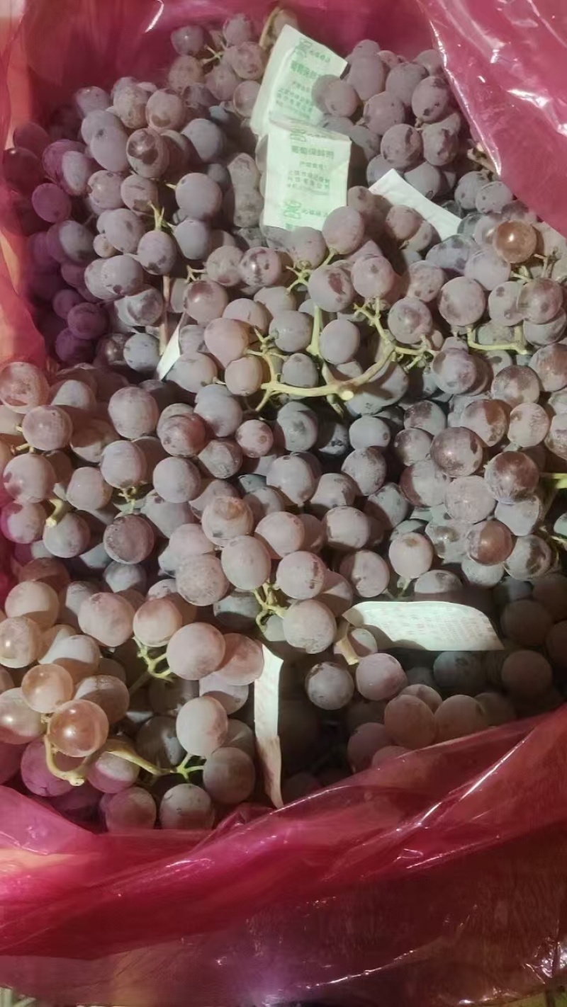 龙眼葡萄基地供应量大质优价格优惠