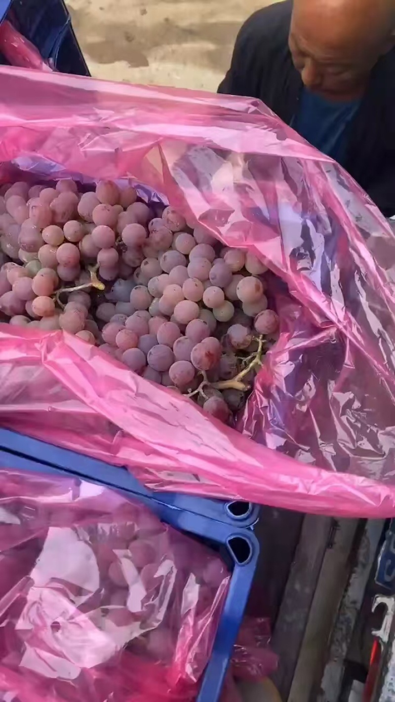 龙眼葡萄基地供应量大质优价格优惠