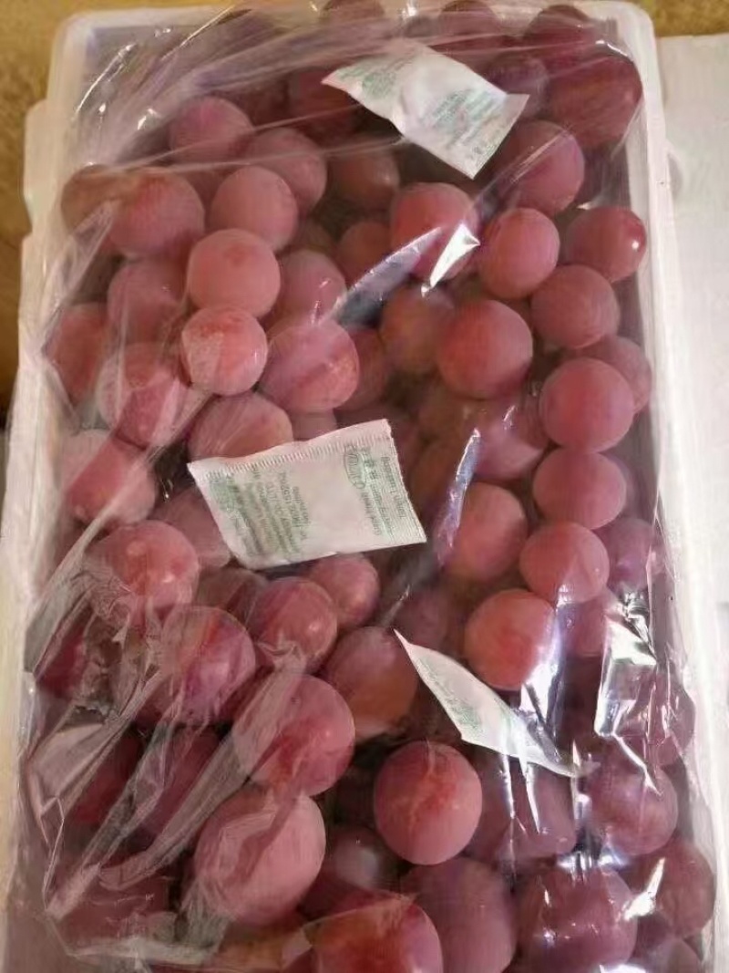 涿鹿红提葡萄量大质优价格优惠一手货源欢迎老板前来