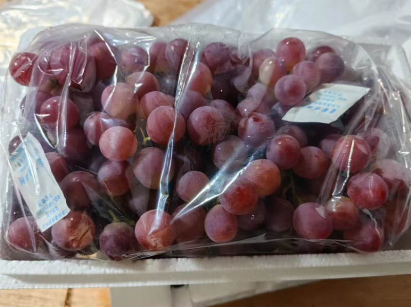 涿鹿红提葡萄量大质优价格优惠一手货源欢迎老板前来