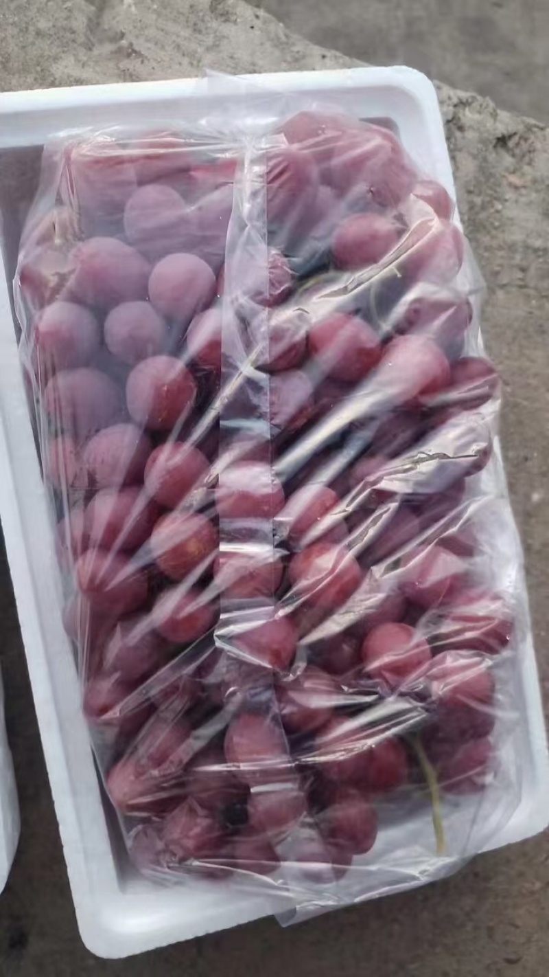涿鹿红提葡萄量大质优价格优惠一手货源欢迎老板前来