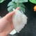 燕窝三角盏条三角条燕条三角盏孕妇滋补品天然正品