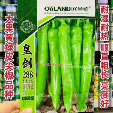 黄绿皮尖椒种子皇剑288辣椒种子中辣大果尖椒牛角椒种籽