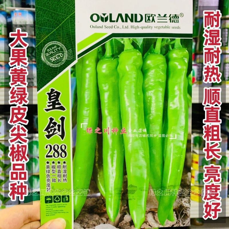 黄绿皮尖椒种子皇剑288辣椒种子中辣大果尖椒牛角椒种籽