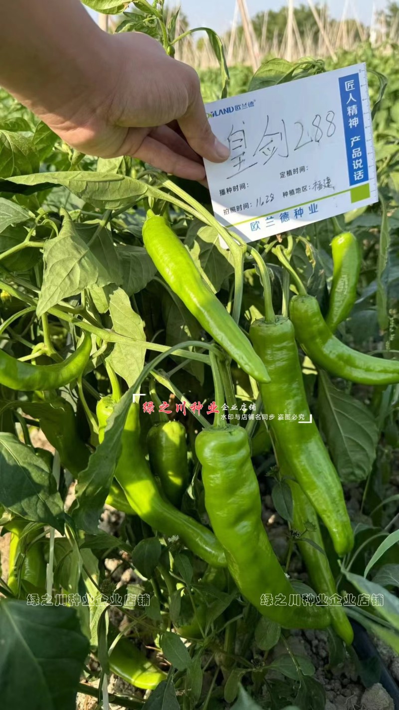 黄绿皮尖椒种子皇剑288辣椒种子中辣大果尖椒牛角椒种籽