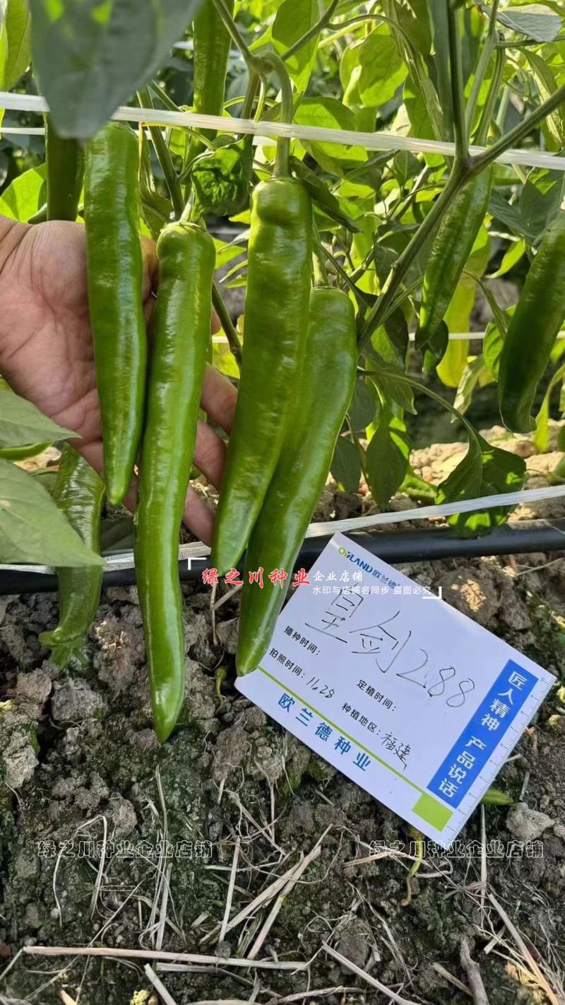 黄绿皮尖椒种子皇剑288辣椒种子中辣大果尖椒牛角椒种籽