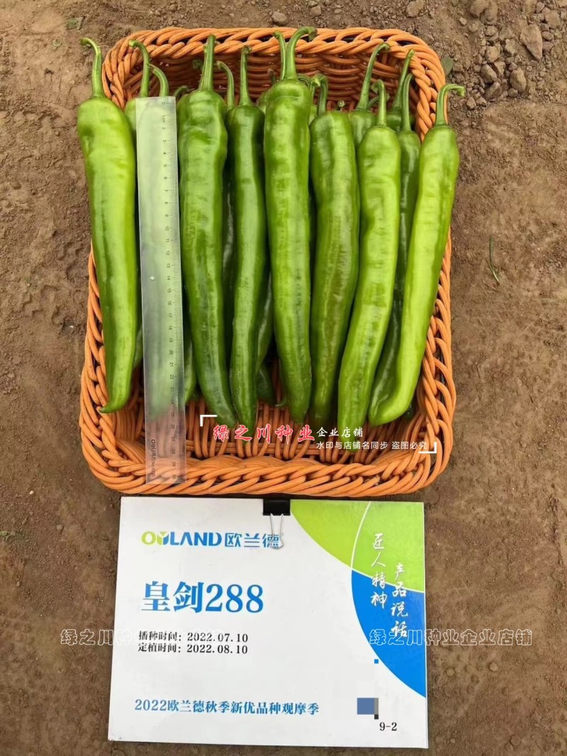 黄绿皮尖椒种子皇剑288辣椒种子中辣大果尖椒牛角椒种籽