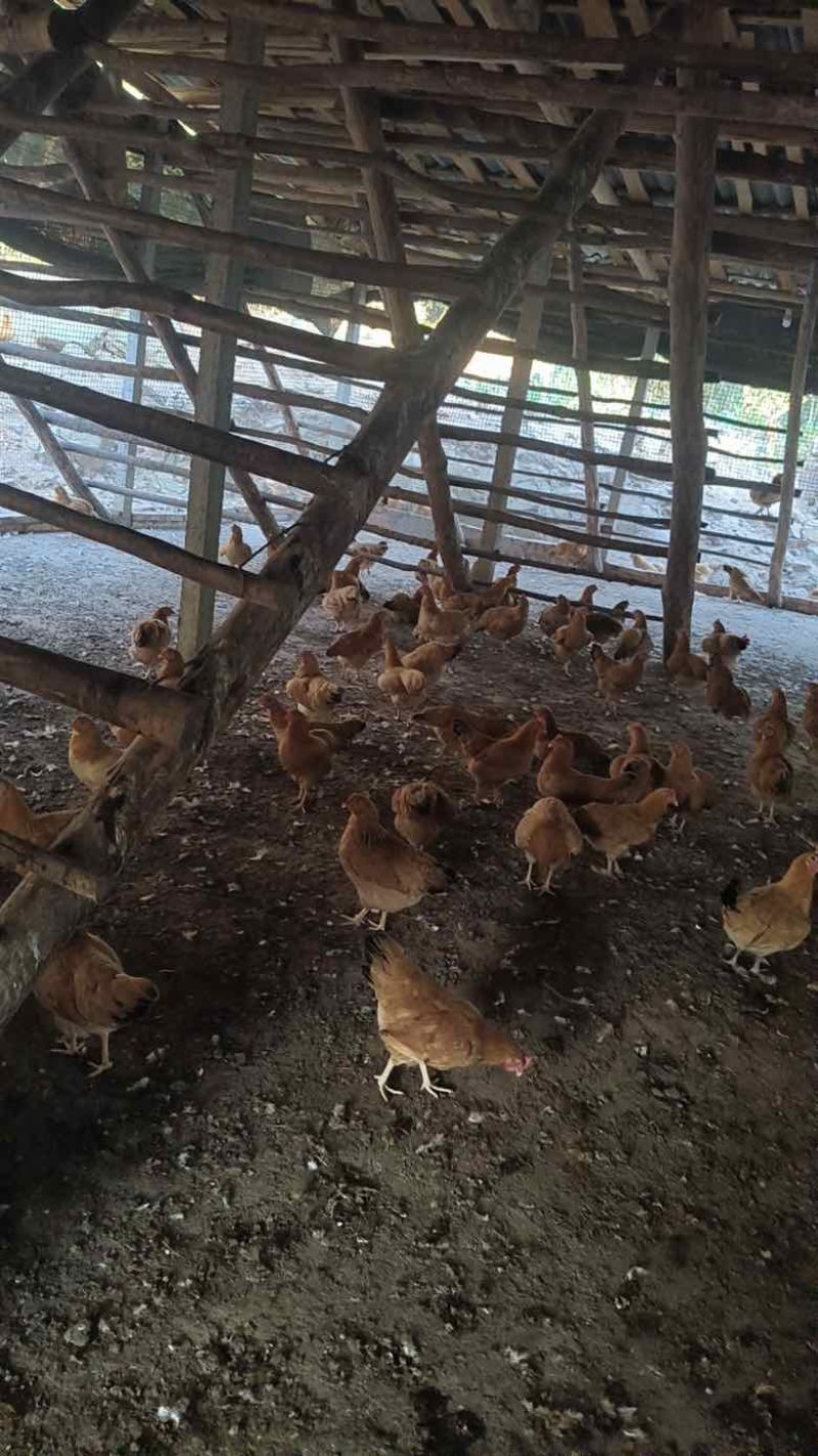 湖北正宗土鸡蛋走地鸡散养自家养殖/视频看货