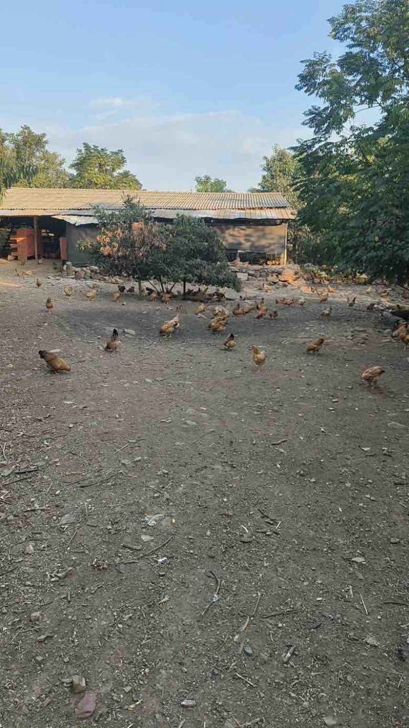 湖北正宗土鸡蛋走地鸡散养自家养殖/视频看货