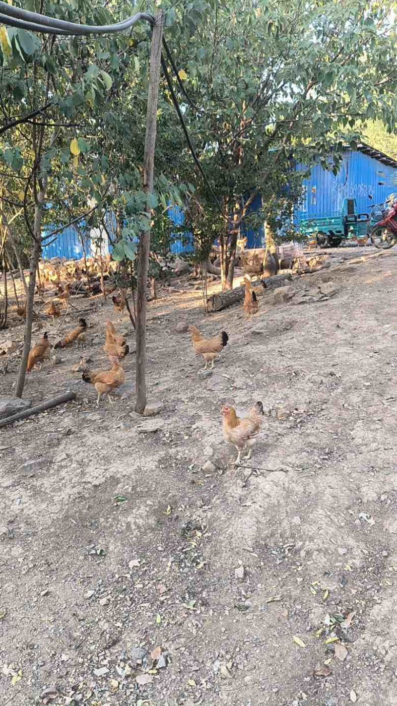 湖北正宗土鸡蛋走地鸡散养自家养殖/视频看货