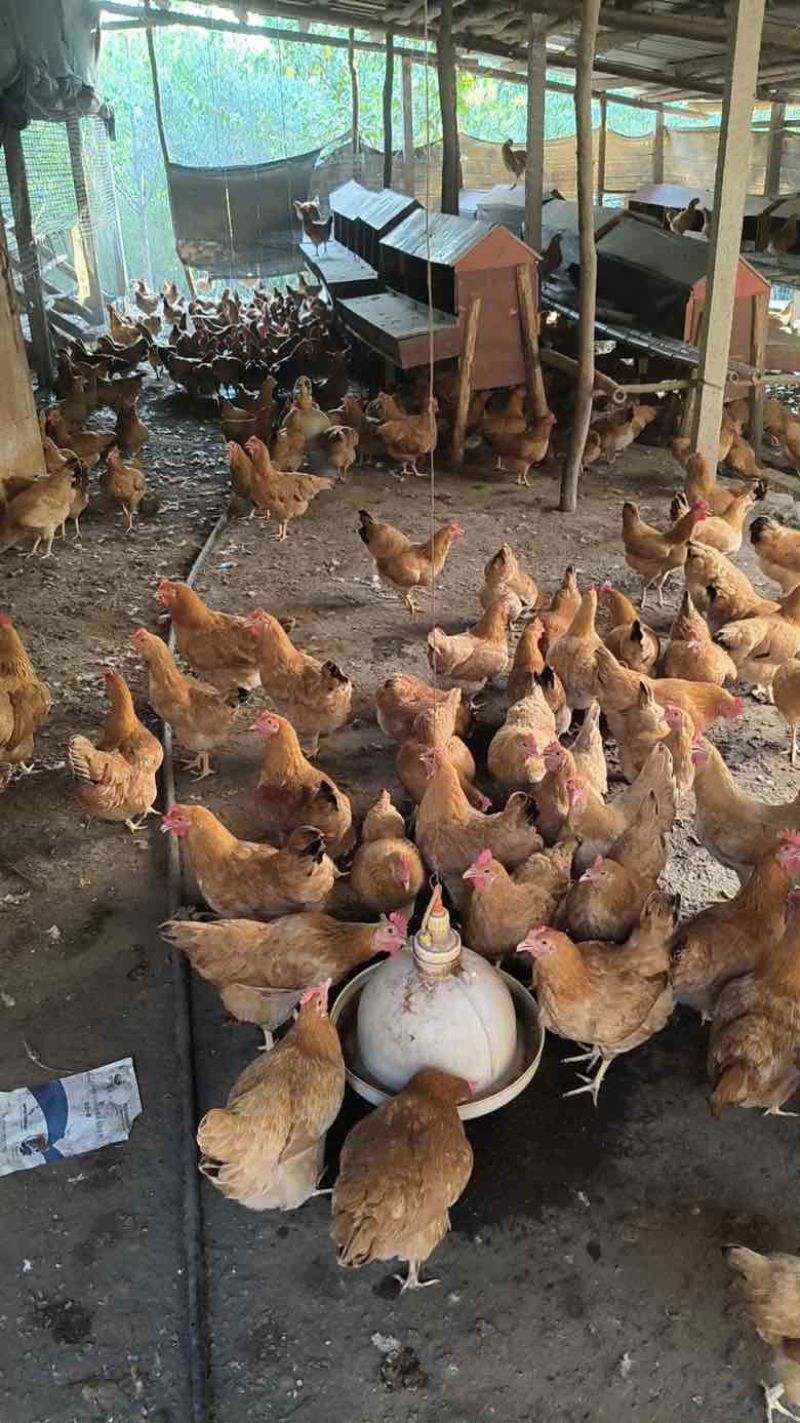 湖北正宗土鸡蛋走地鸡散养自家养殖/视频看货
