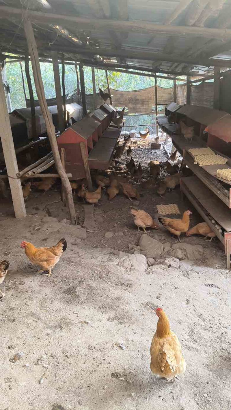 湖北正宗土鸡蛋走地鸡散养自家养殖/视频看货