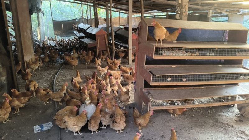 湖北正宗土鸡蛋走地鸡散养自家养殖/视频看货
