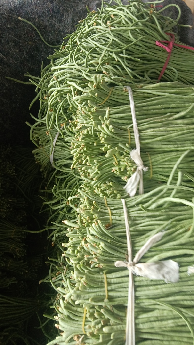 河南安阳精品长豆角一手货源