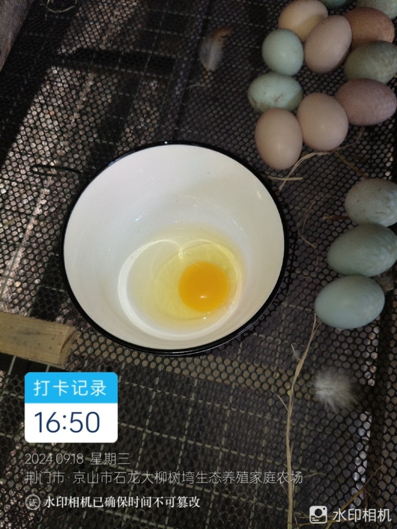 湖北正宗土鸡蛋走地鸡散养自家养殖/视频看货