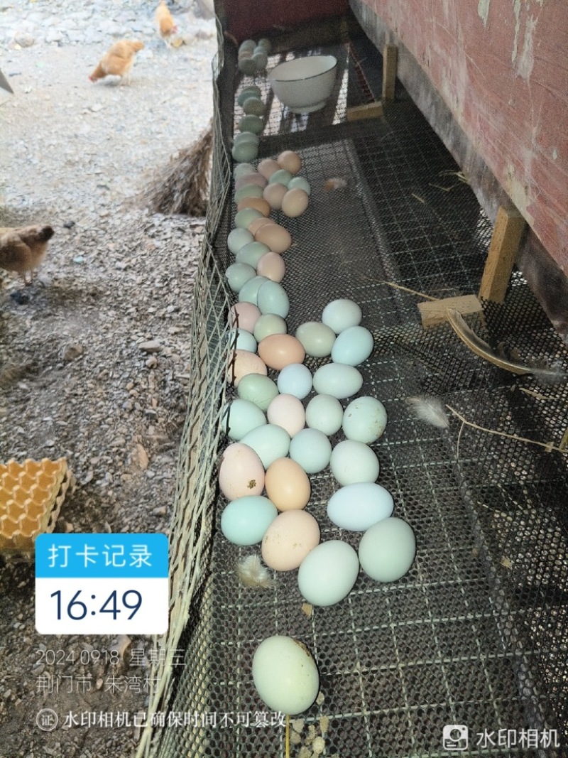 湖北正宗土鸡蛋走地鸡散养自家养殖/视频看货