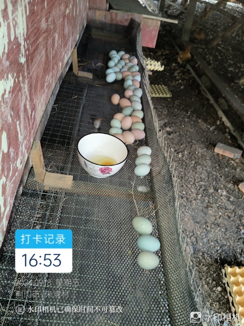 湖北正宗土鸡蛋走地鸡散养自家养殖/视频看货