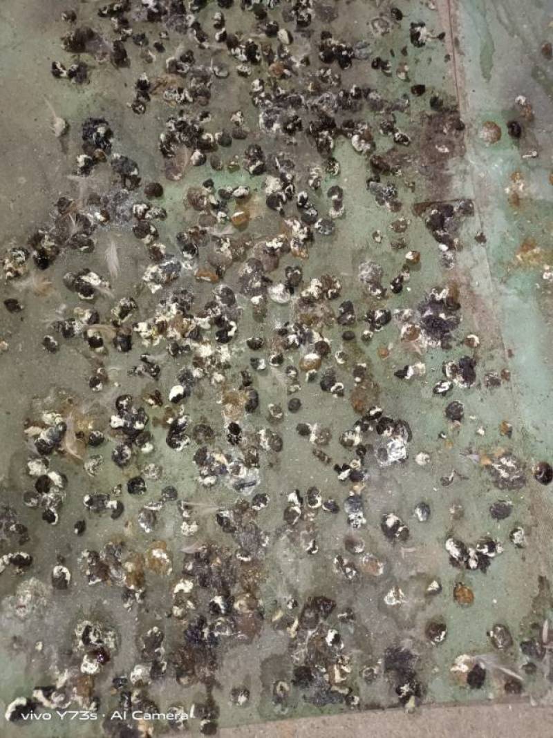 河南颗粒肥料鹌鹑粪有机肥料粪便助力农作物生长