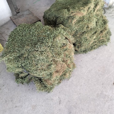 马蹄金一次合作终身朋友