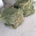 马蹄金一次合作终身朋友
