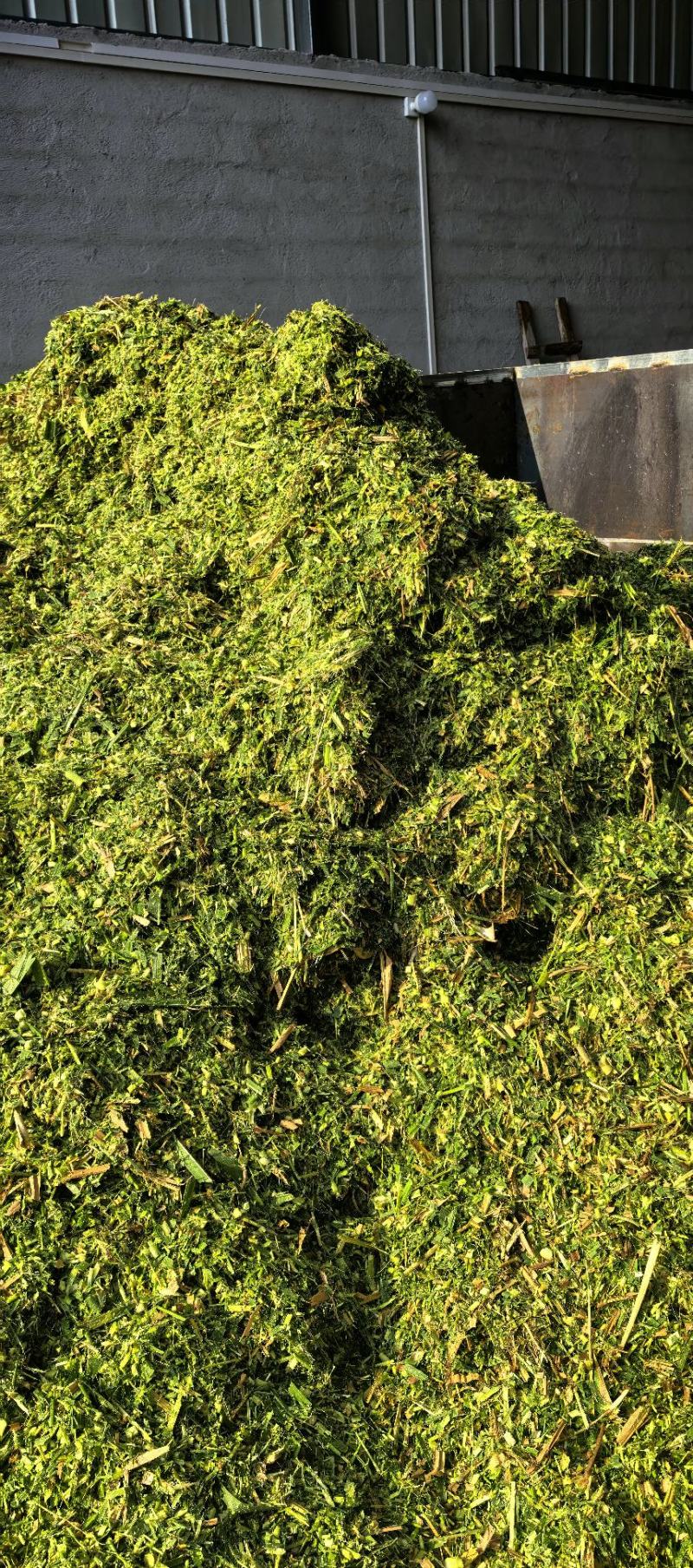 【抢购】玉米秸秆生产的牧草量大从优运费自理需要来电