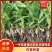 紫花三叉白芨苗直播苗高5公分左右块0.4到3公分通货