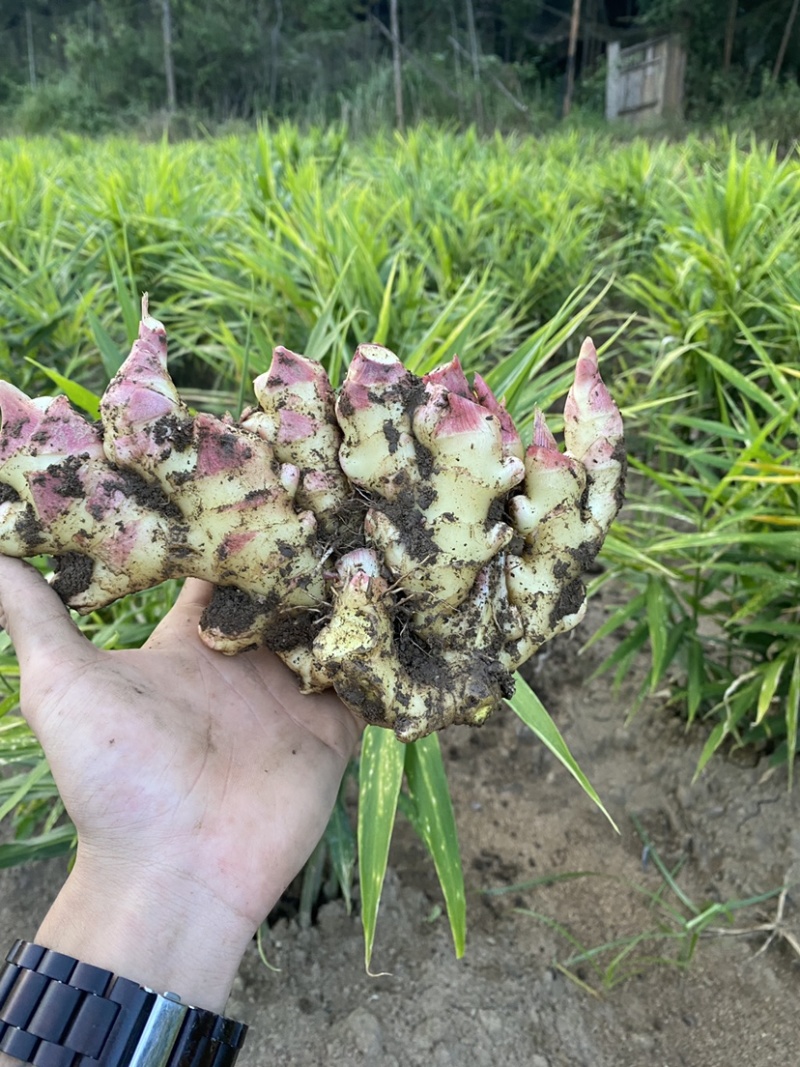 云南一手货源湖南2号嫩姜批发