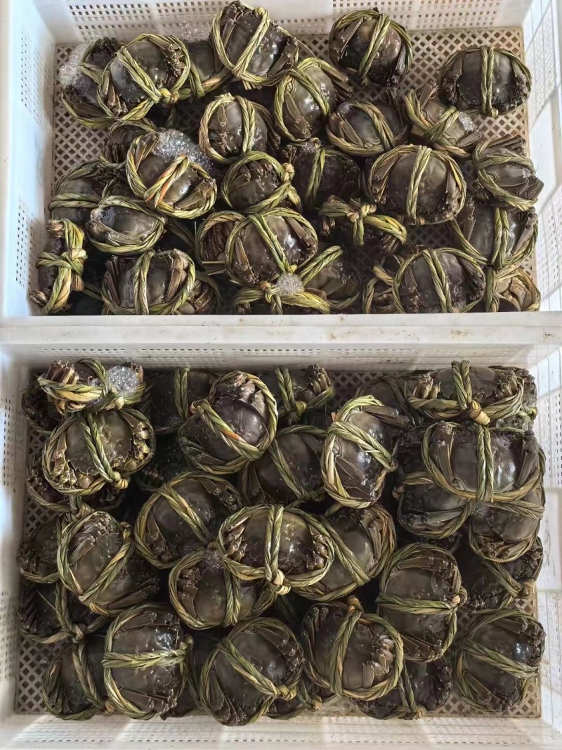 江苏泰州兴化大闸蟹规格齐全养殖基地货源充足