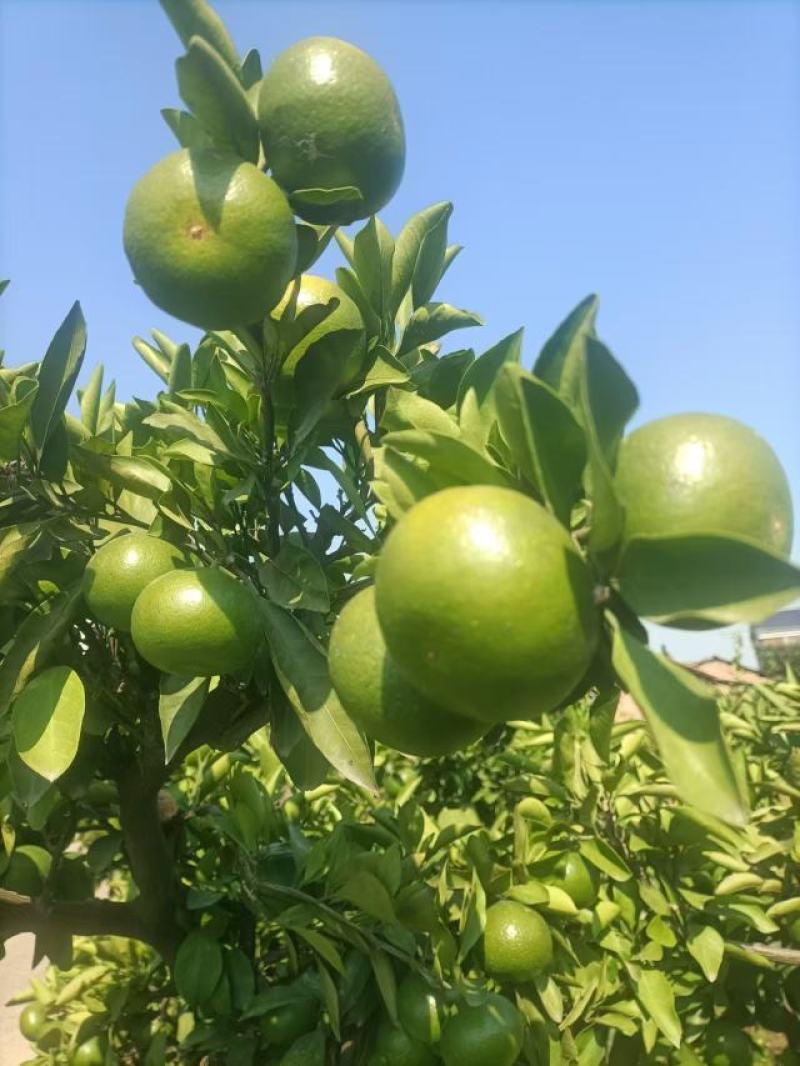 柑橘湖南蜜橘大量上市原产地一手货源全国发货欢迎采购
