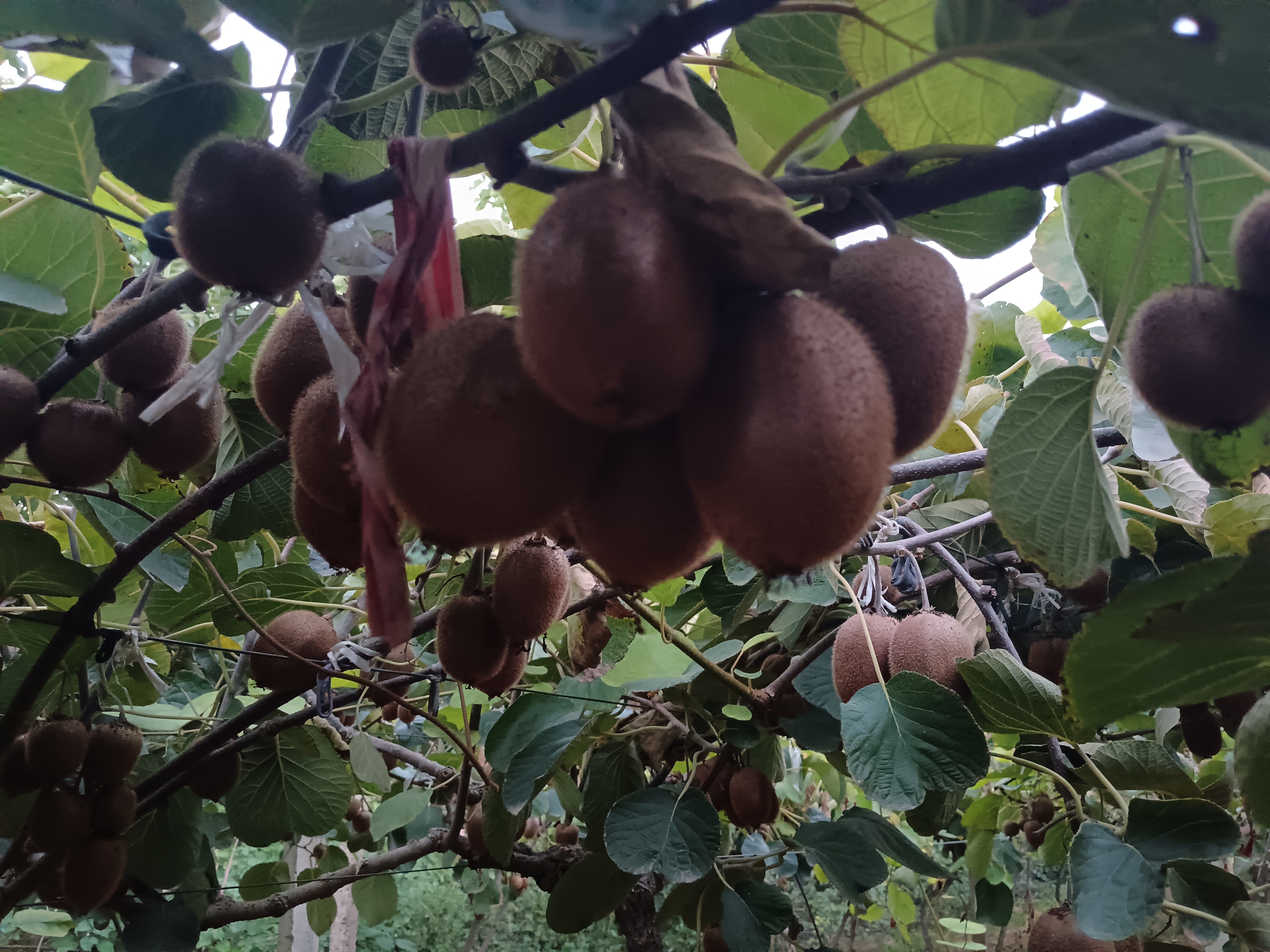 徐香猕猴桃成熟果实