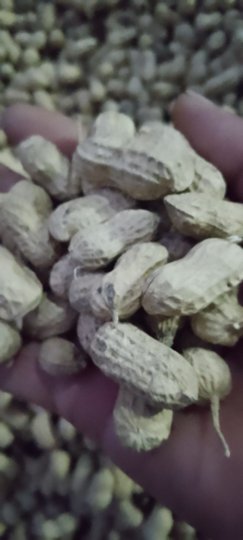 精品花生风选果