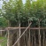 黄花风铃木,多花广东苗木基地直发质量保证欢迎订购