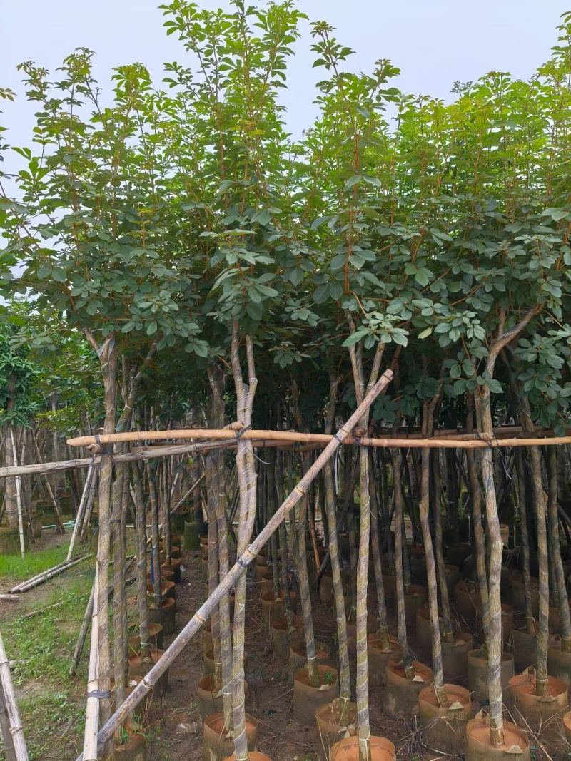 黄花风铃木，多花广东苗木基地直发质量保证欢迎订购
