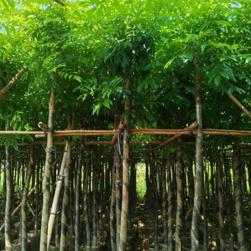 海南红豆树,基地直供自家种植质量保证价格美丽欢迎