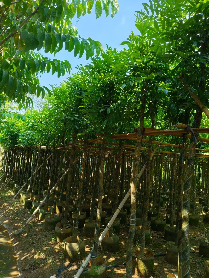 海南红豆树，基地直供自家种植质量保证价格美丽欢迎