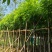海南红豆树,基地直供自家种植质量保证价格美丽欢迎