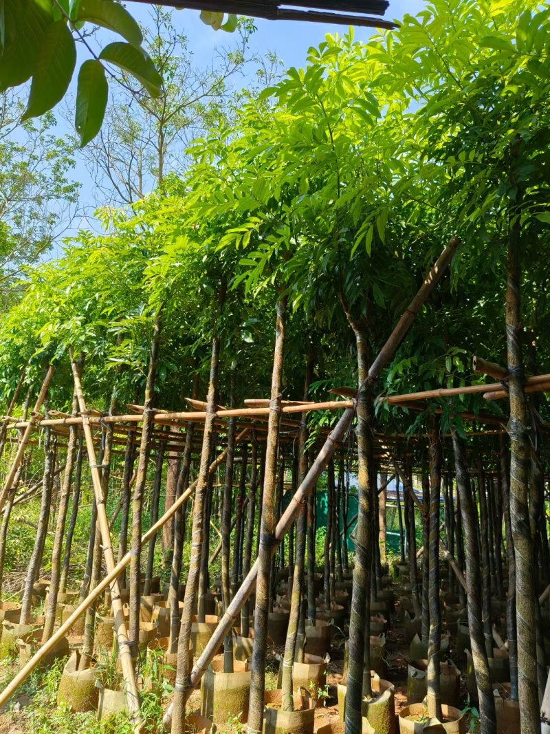 海南红豆树，基地直供自家种植质量保证价格美丽欢迎