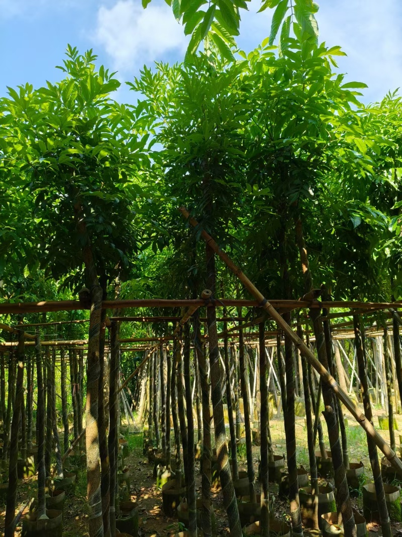 海南红豆树，基地直供自家种植质量保证价格美丽欢迎