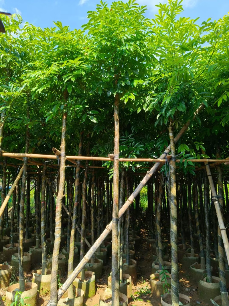 海南红豆树，基地直供自家种植质量保证价格美丽欢迎