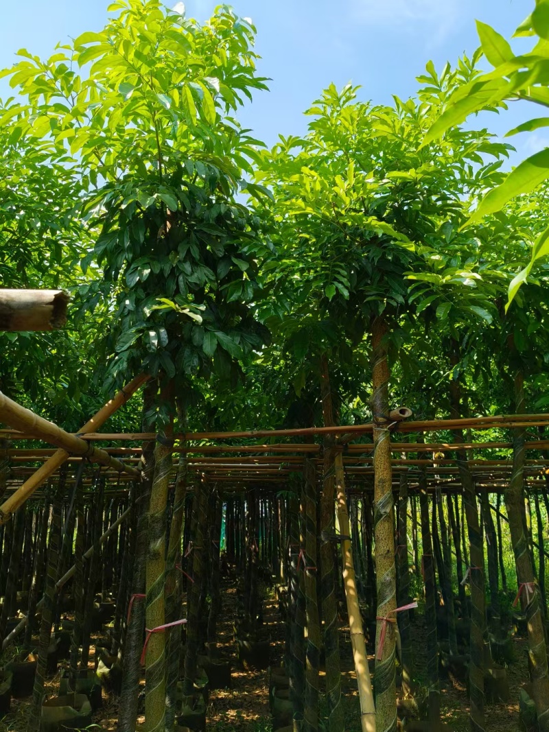 海南红豆树，基地直供自家种植质量保证价格美丽欢迎