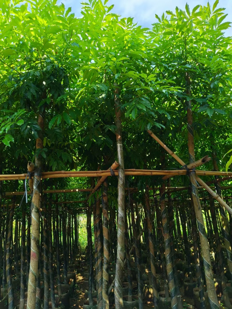 海南红豆树，基地直供自家种植质量保证价格美丽欢迎