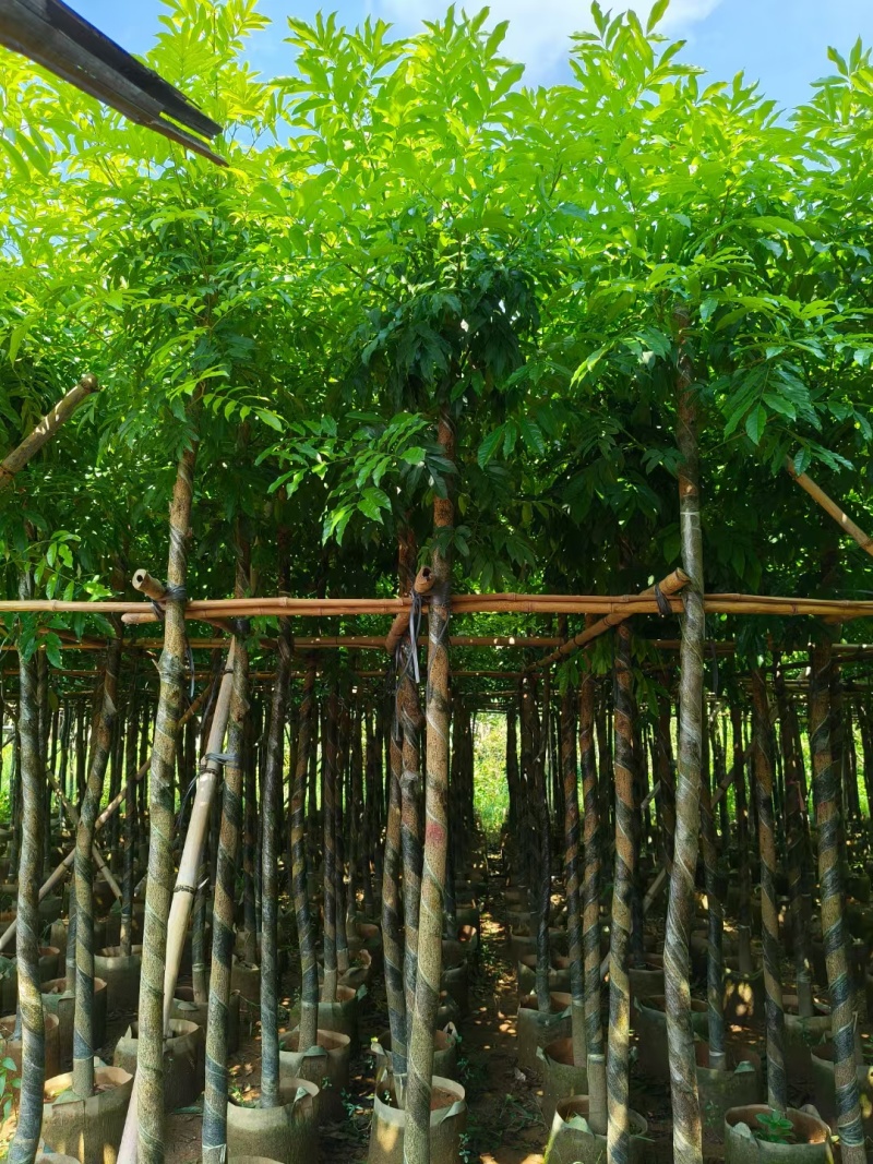 海南红豆树，基地直供自家种植质量保证价格美丽欢迎
