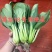 夏龙18号青梗菜种子耐热不拔节不烧心上海青梗菜种100克
