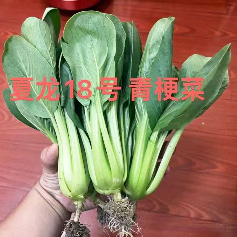 夏龙18号青梗菜种子耐热不拔节不烧心上海青梗菜种100克