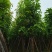 【芒果树】广东苗木基地直供质量保证一手货源欢迎订购